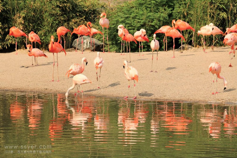 火烈鳥(niǎo)的人工繁育離不開(kāi)適宜的氣象條件 火烈鳥(niǎo)的人工繁育離不開(kāi)適宜的氣象條件