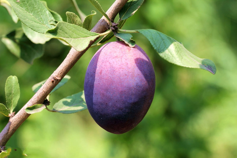 農業氣象站助力西梅種植 農業氣象站助力西梅種植